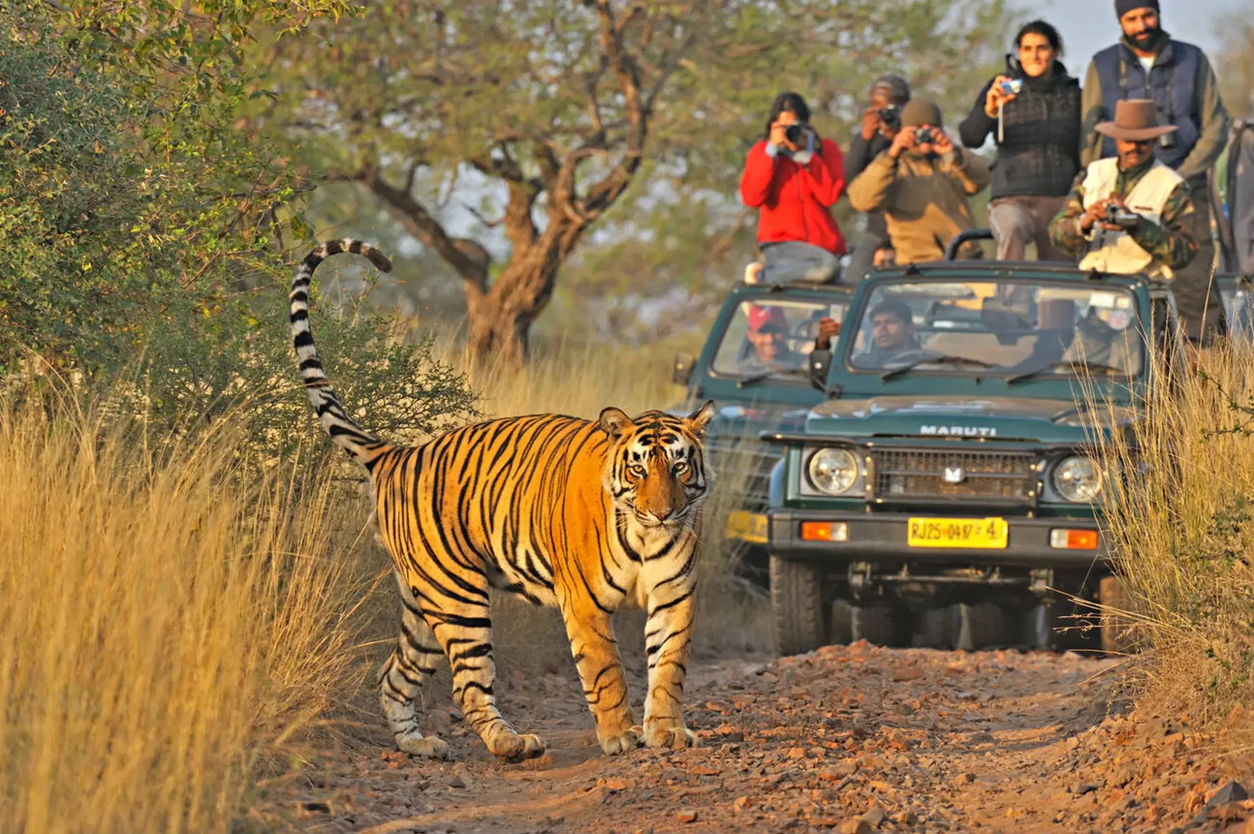 Jungle safari image of jim corbett